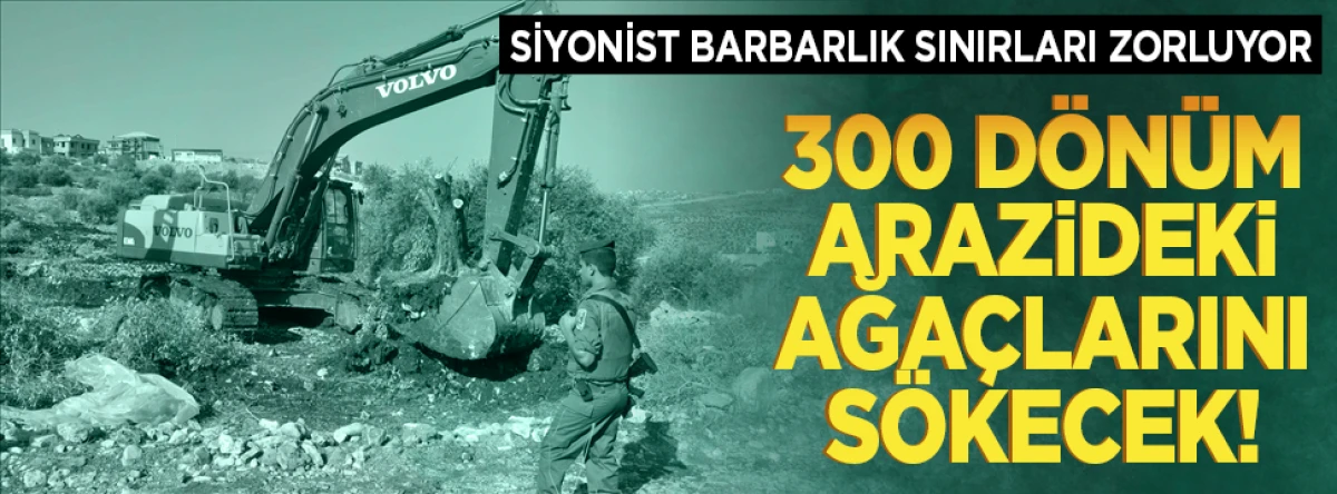 300 dönüm arazideki ağaçları sökecek! Siyonist barbarlık sınırları zorluyor...