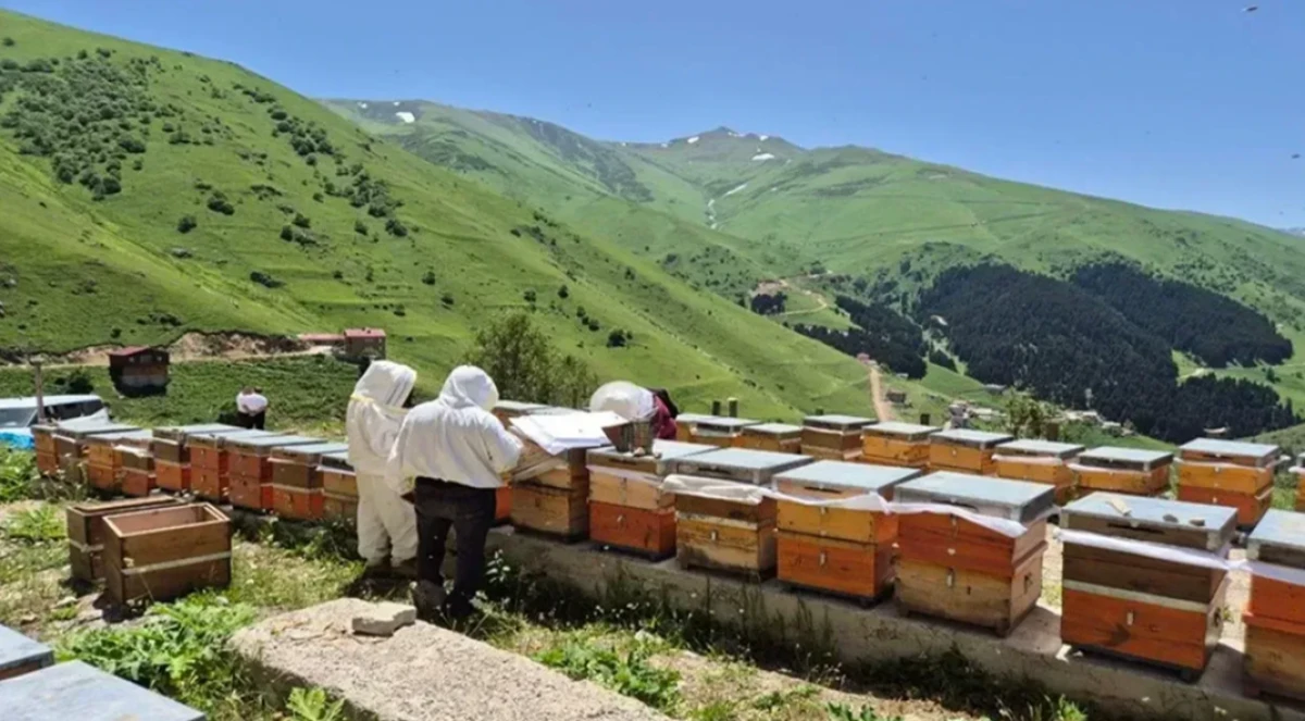 Anzer Yaylası'nda rekor bal üretimi: Son 50 yılın en verimli sezonu yaşanıyor!
